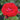 Rose - Cherry Frost