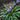 Hosta - Miniature Cherry Berry