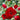Rose - Cherry Frost