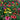 Coneflower - Cheyenne Spirit