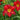 Daylily - Chicago Apache