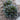 Ajuga - Bugleweed Chocolate Chip