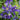 Clematis - Sapphire Indigo