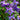 Columbine - Earlybird Purple & Blue