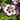 Columbine - Earlybird Purple & White