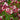 Columbine - Earlybird Red & White