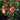 Columbine - Earlybird Red & Yellow