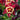 Columbine - Earlybird Red & Yellow