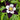 Columbine - Swan Violet & White