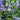 Columbine - Swan Blue & White