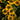 Coneflower - Kismet Yellow