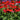 Coneflower - Sombrero Salsa Red