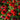 Coneflower - Sombrero Salsa Red