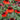 Coneflower - Sombrero Sangrita