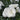 Dianthus - Constant Beauty White