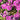 Dianthus - Constant Cadence Raspberry