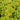 Coral Bells - Lime Ruffles
