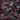 Coral Bells - Northern Exposure Black