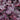 Coral Bells - Northern Exposure Purple