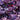 Coral Bells - Northern Exposure Purple