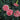 Dianthus - Coral Reef