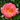 Peony - Coral Sunset
