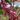 Crabapple - Showtime