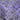 Russian Sage - Crazy Blue