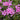 Phlox - Crimson Beauty