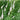Culver's Root