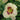 Daylily - Custard Candy