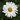 Daisy - Daisy May