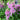 Foxglove - Dalmatian Rose