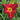 Daylily - Baja