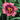 Daylily - Just Plum Happy