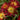 Delmara - Fuchsia