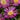 Delmara - Pink