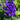 Delphinium - Dark Blue Black Bee