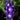 Delphinium - Dark Blue White Bee