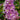 Delphinium - Candle Larkspur Delphina Pink White Bee