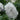 Delphinium - Aurora White