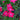 Dianthus - Kahori Scarlet
