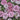 Dianthus - Appleblossom Burst