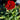 Dianthus - Constant Beauty Red