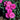 Dianthus - Constant Cadence Raspberry