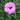 Dianthus - Everlast Lavender Eye