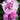 Dianthus - Everlast Lavender Eye