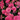 Dianthus - Everlast Orchid
