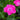 Dianthus - Kahori Pink