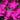 Dianthus - Neon Star